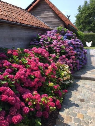 Flemish Cottage Oostkamp Zewnętrze zdjęcie